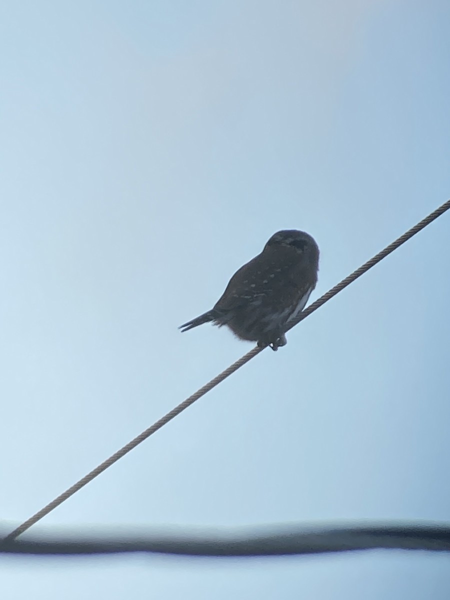 Northern Pygmy-Owl - ML296574401