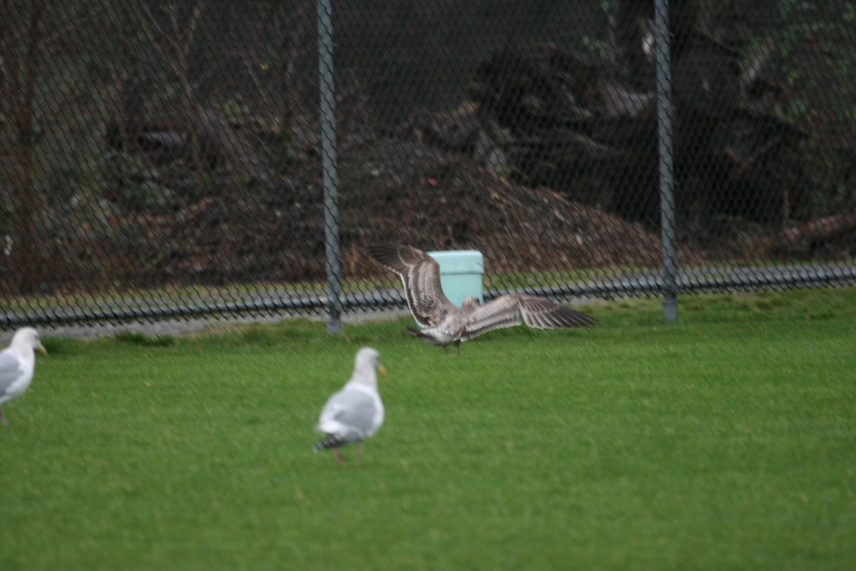 gull sp. - Rob Lyske