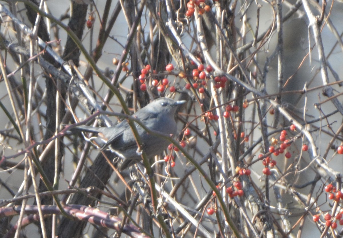 Gray Catbird - ML296574871