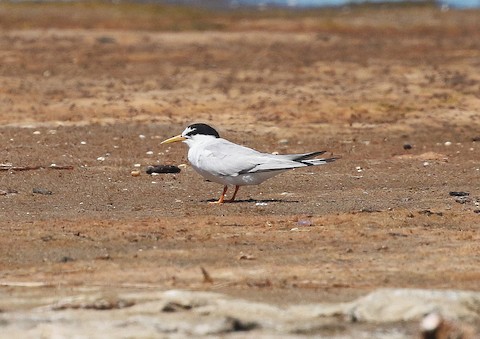 Little Tern - Sternula albifrons - Birds of the World
