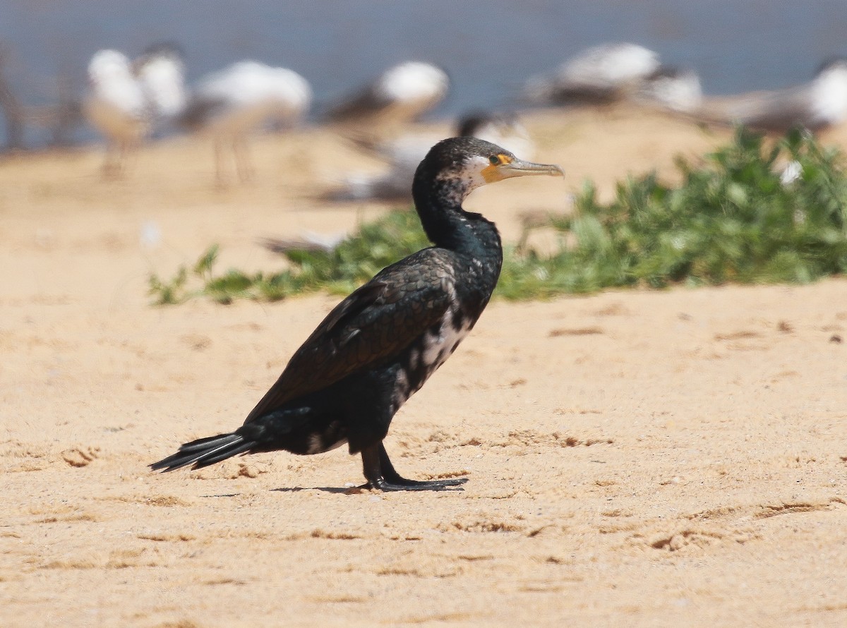 cormoran sp. - ML296578051