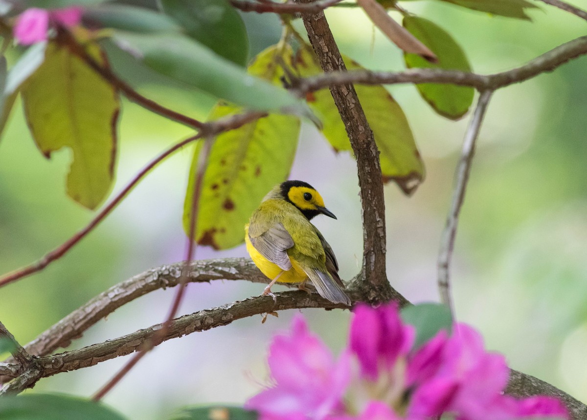 Hooded Warbler - Matthew Sabourin