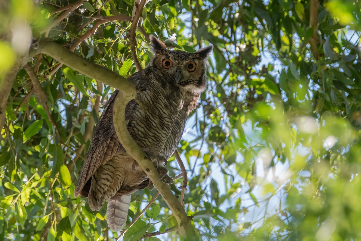 Great Horned Owl - ML296579881