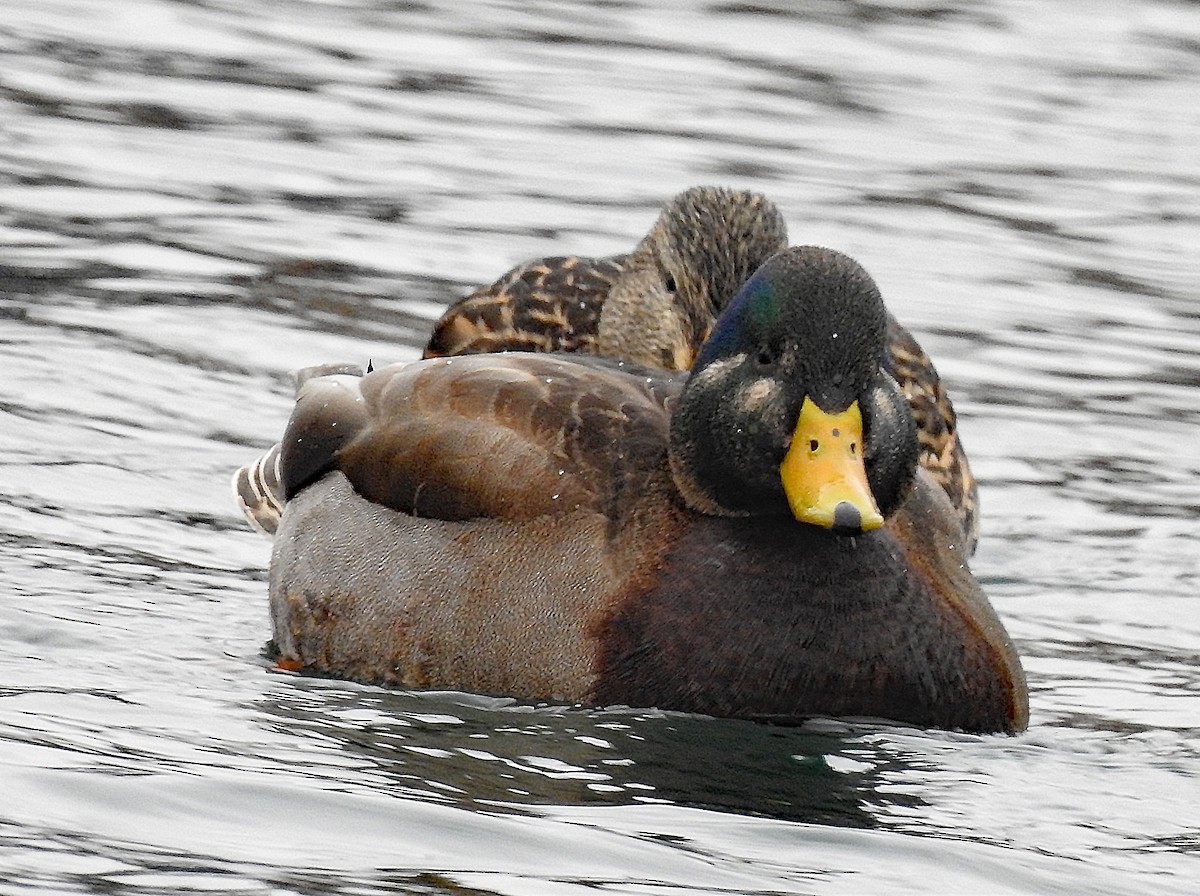 American Wigeon x Mallard (hybrid) - ML296579991