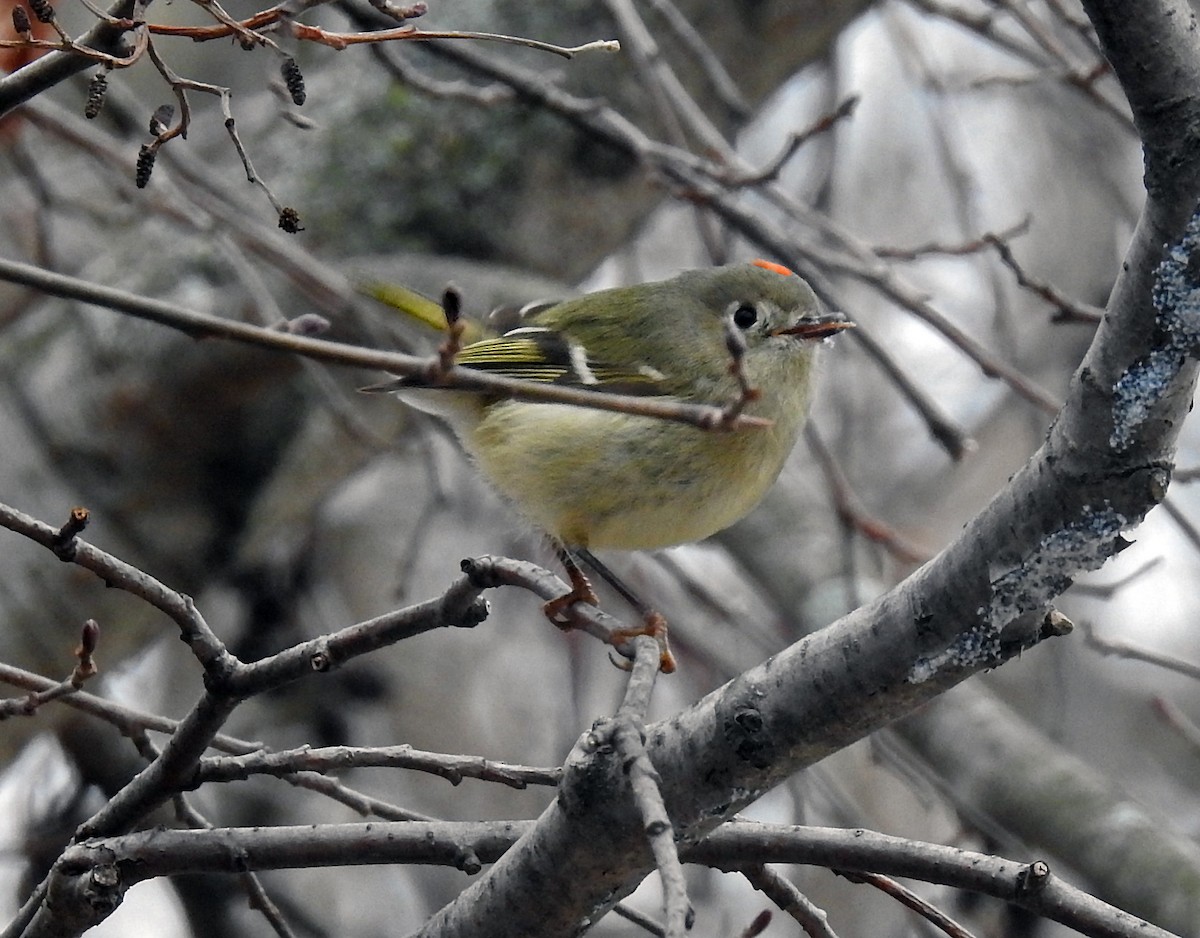 Ruby-crowned Kinglet - Theresa Dobko (td birder)