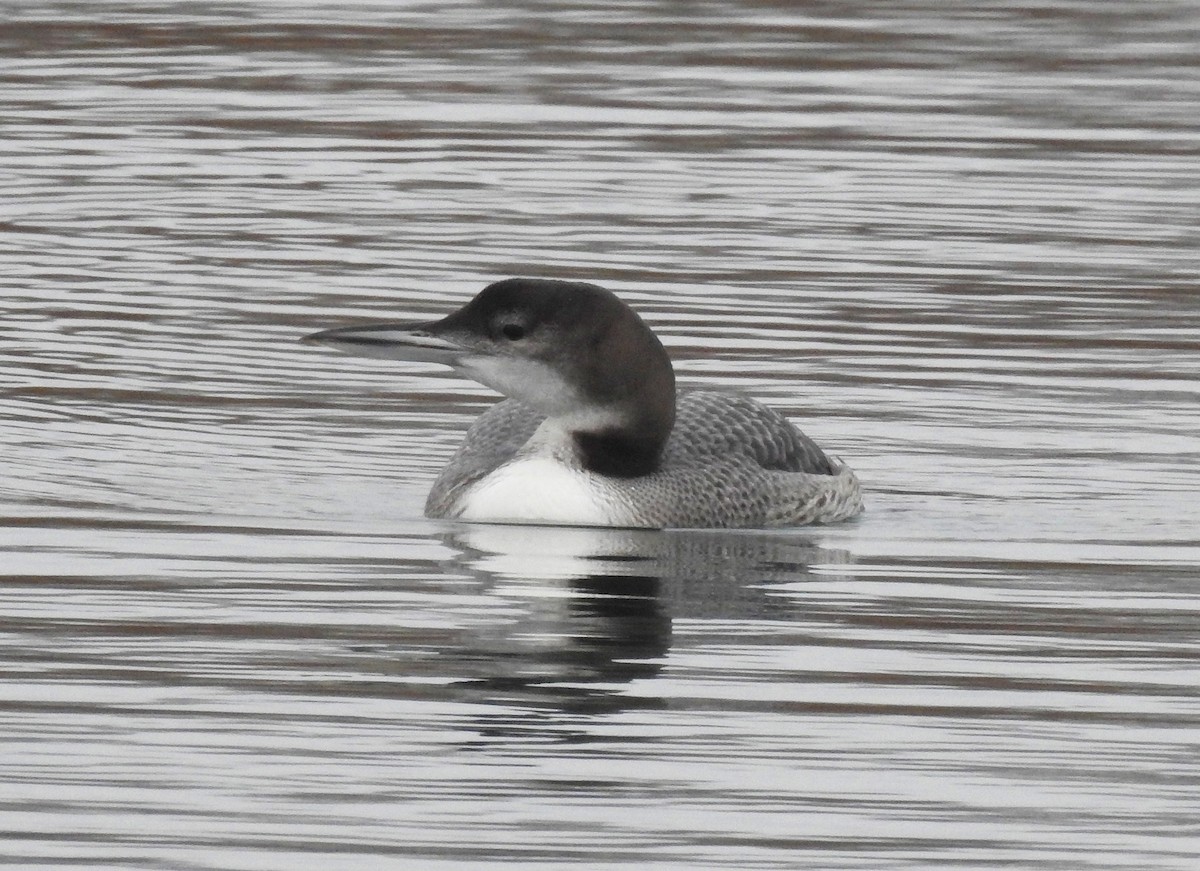 Common Loon - ML296580311