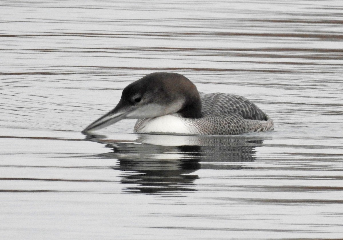 Plongeon huard - ML296580411