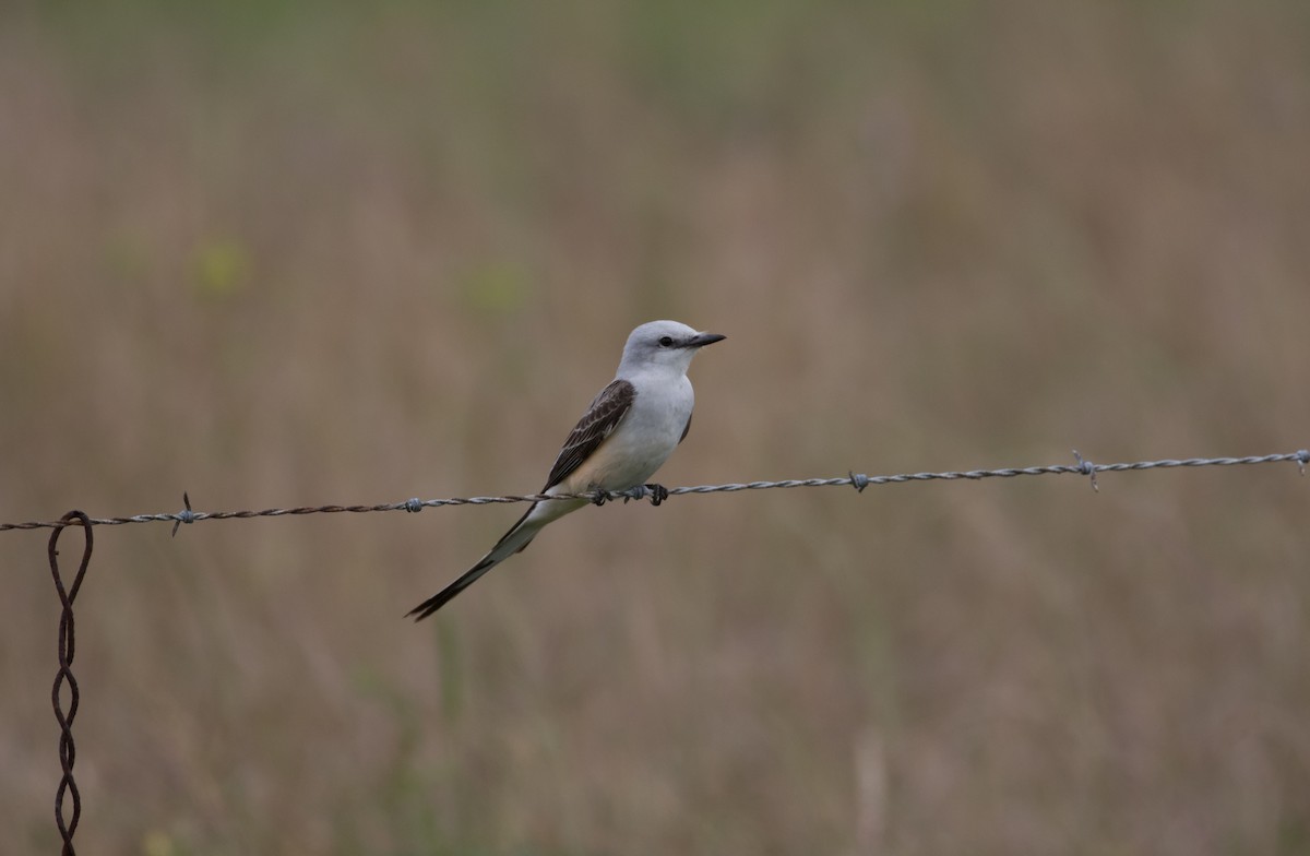 Scissor-tailed Flycatcher - ML296580491