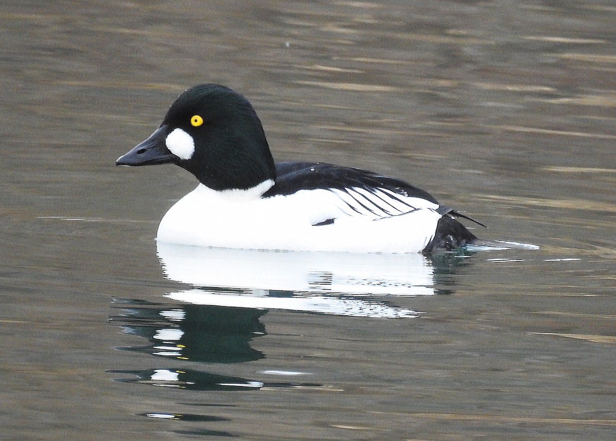 Common Goldeneye - ML296580581