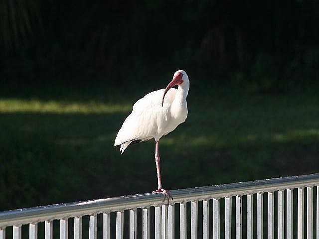 ibis bílý - ML29658111