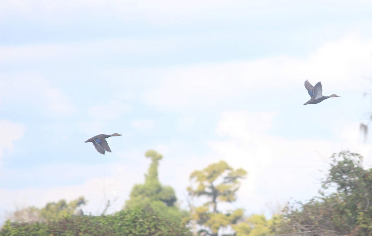 Mottled Duck - ML296581581