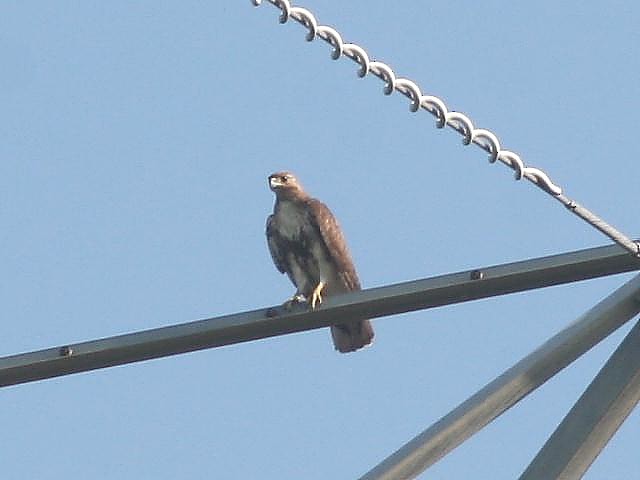 Red-tailed Hawk - ML29658161