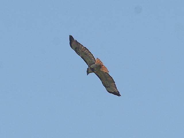 Red-tailed Hawk - ML29658181