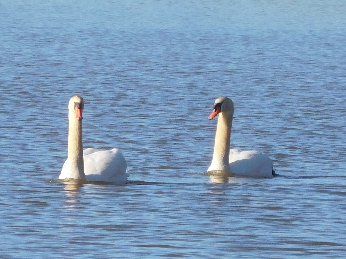 Mute Swan - ML296583251