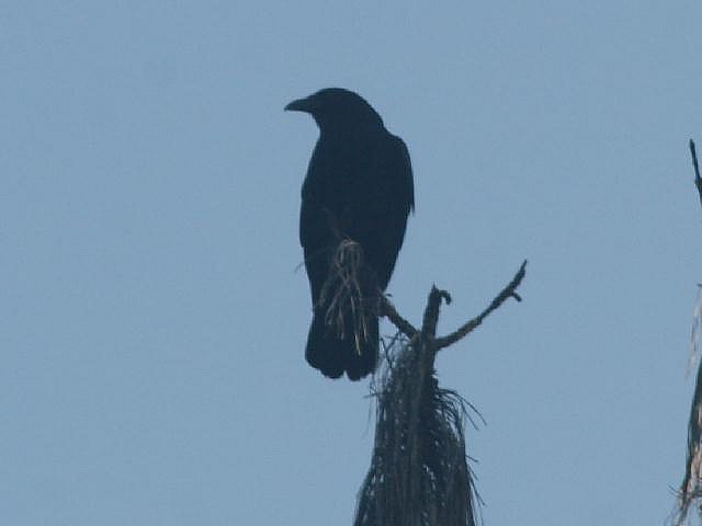 Fish Crow - ML29658331