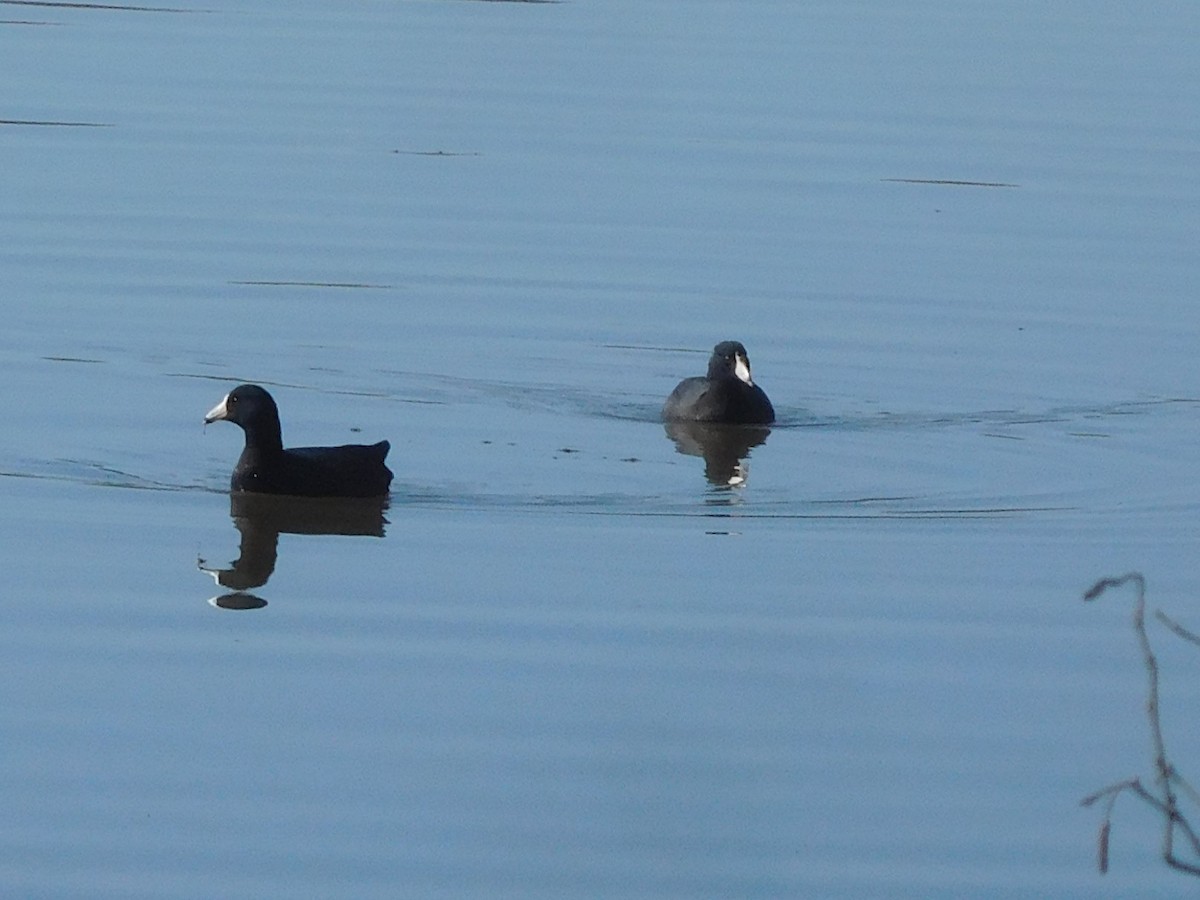 American Coot - ML296583341