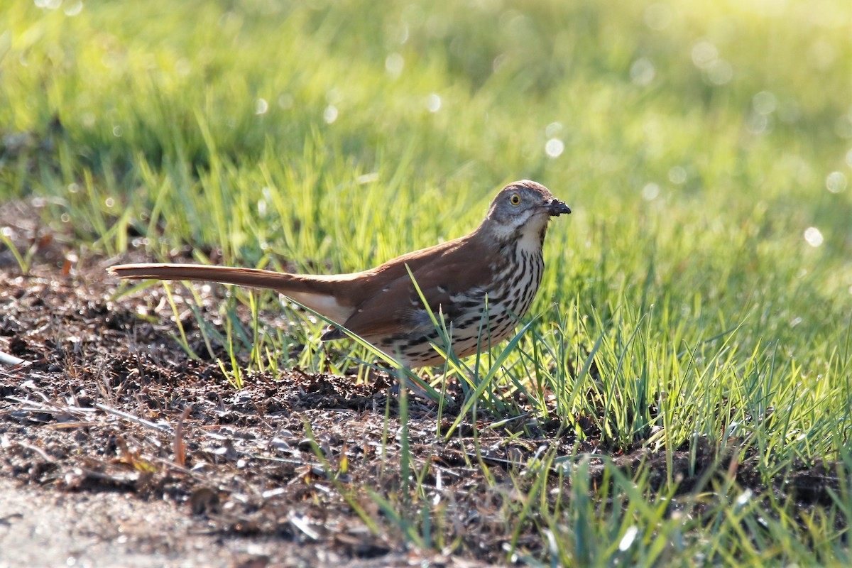 Brown Thrasher - ML296583401
