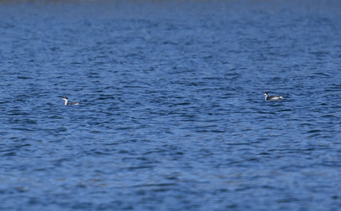 Horned Grebe - ML296584551