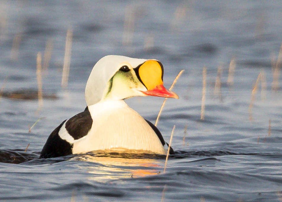 King Eider - ML296585581