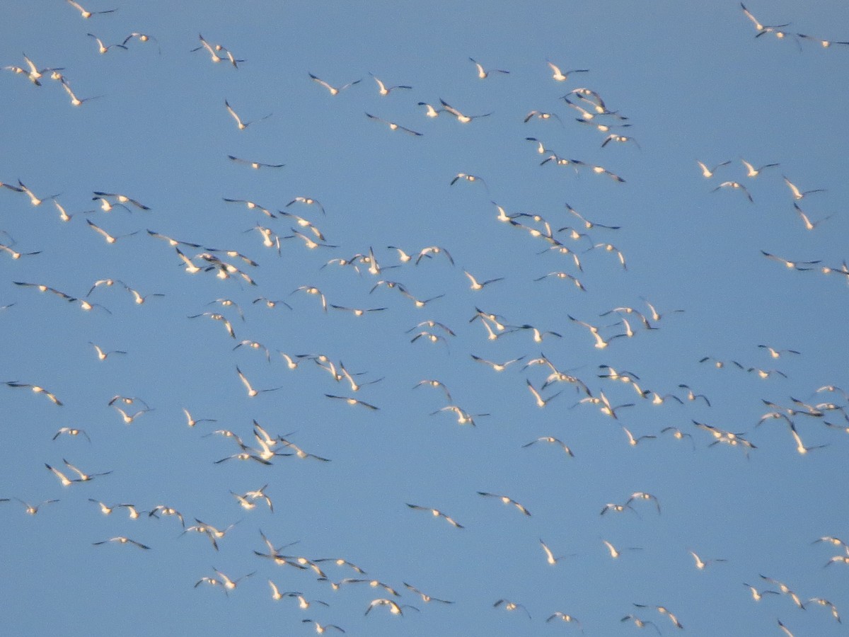 Цасны галуу - ML296587831