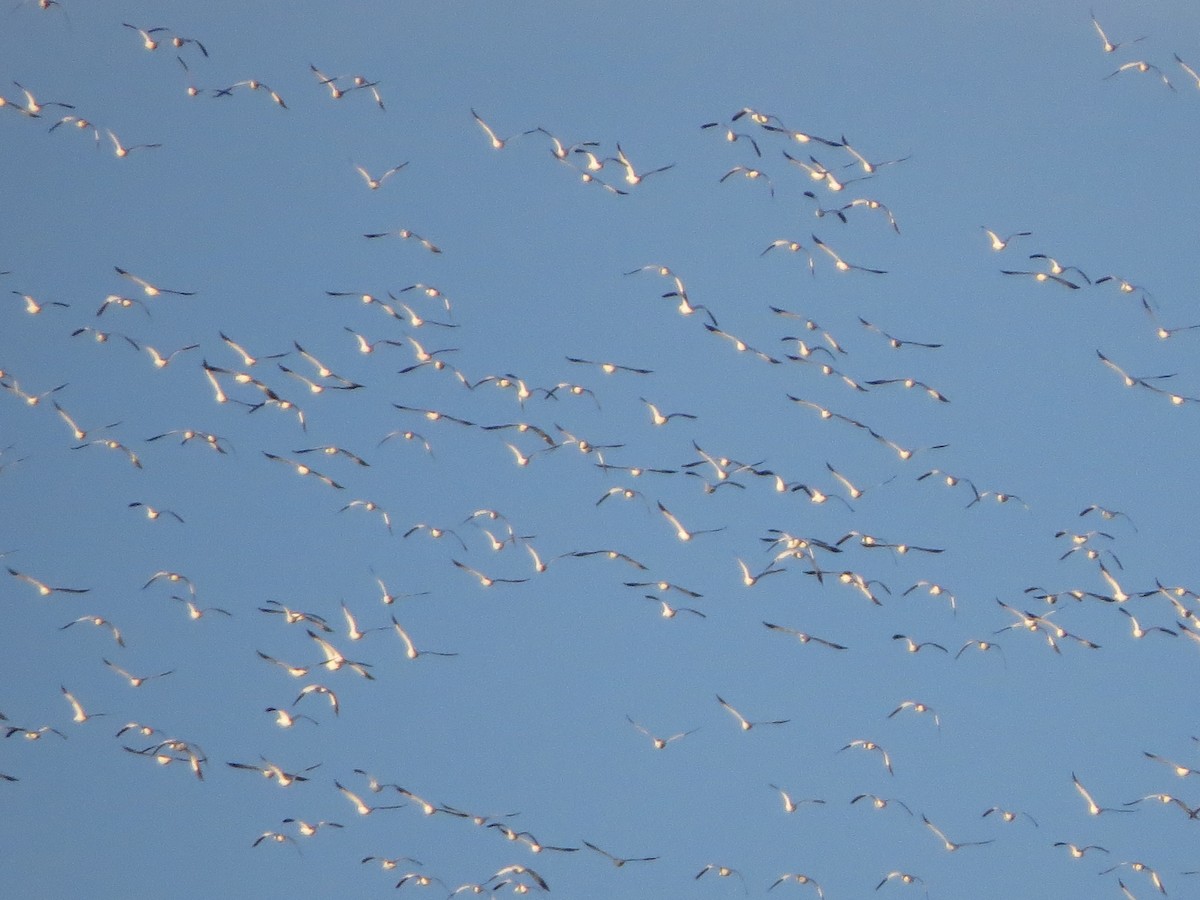 Цасны галуу - ML296587841