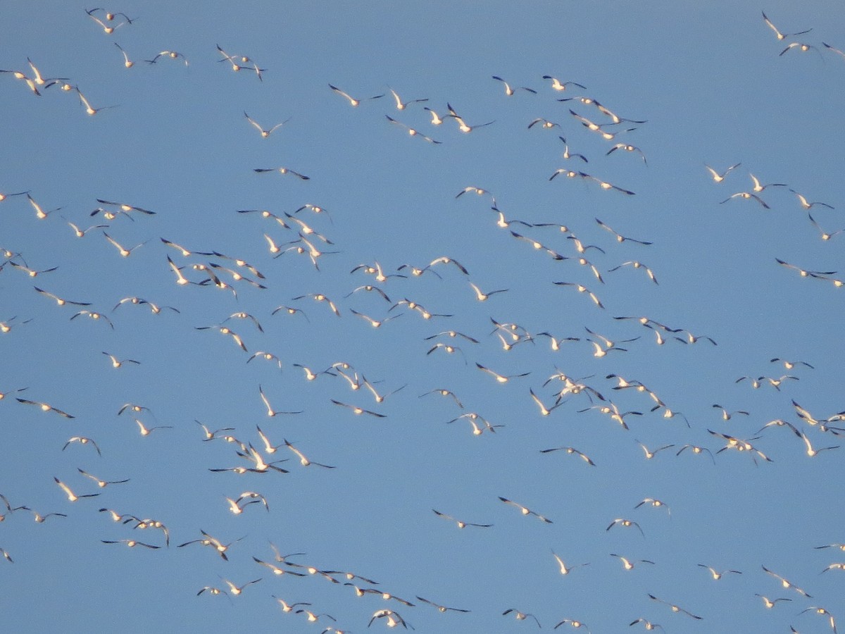 Цасны галуу - ML296587851