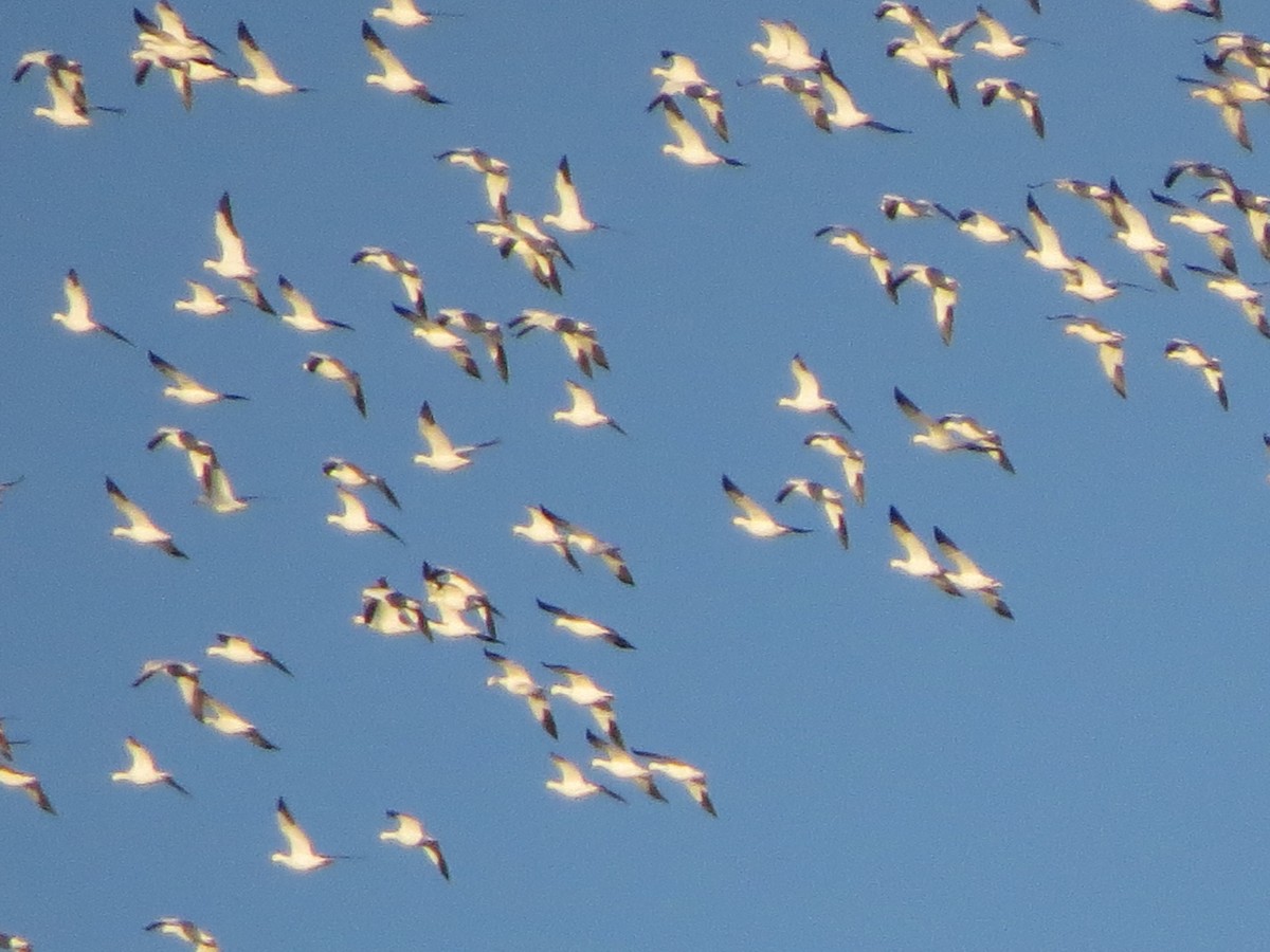 Цасны галуу - ML296588011