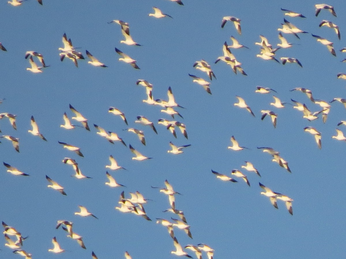 Цасны галуу - ML296588021