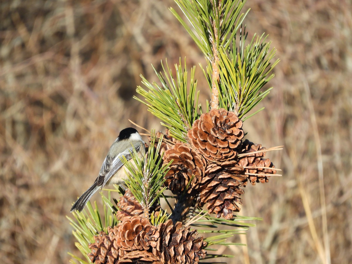 Black-capped Chickadee - ML296593461