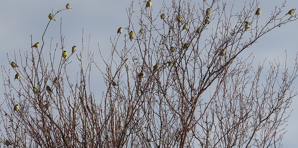 Lesser Goldfinch - Bonnie Roemer