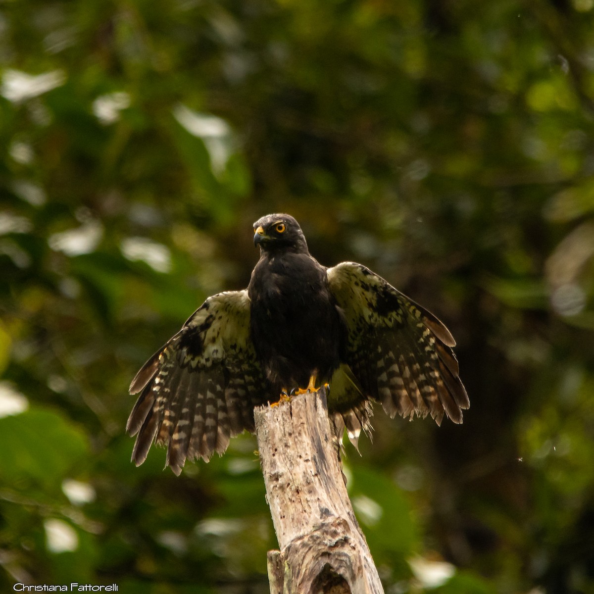 White-rumped Hawk - ML296601291