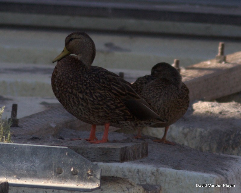 Mallard/Mexican Duck - ML296602541