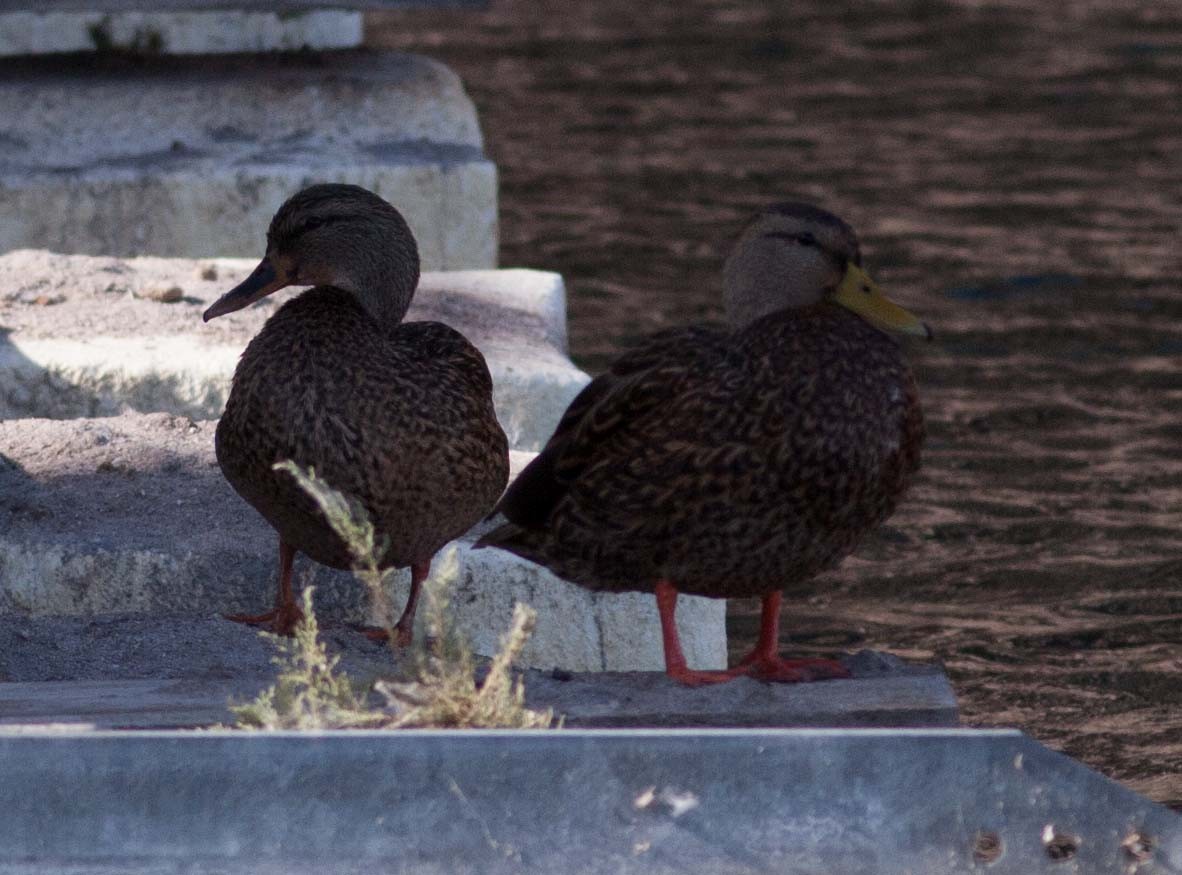 Canard colvert ou C. du Mexique - ML296602551