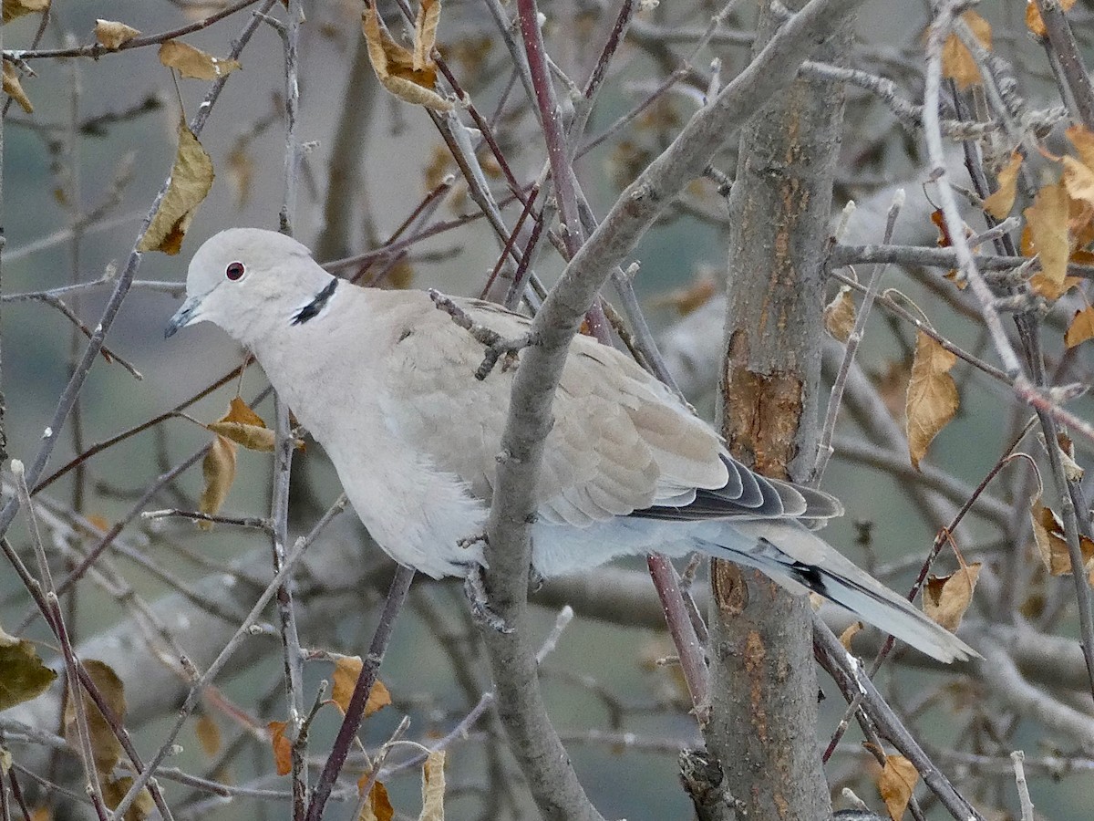 Eurasian Collared-Dove - ML296602981