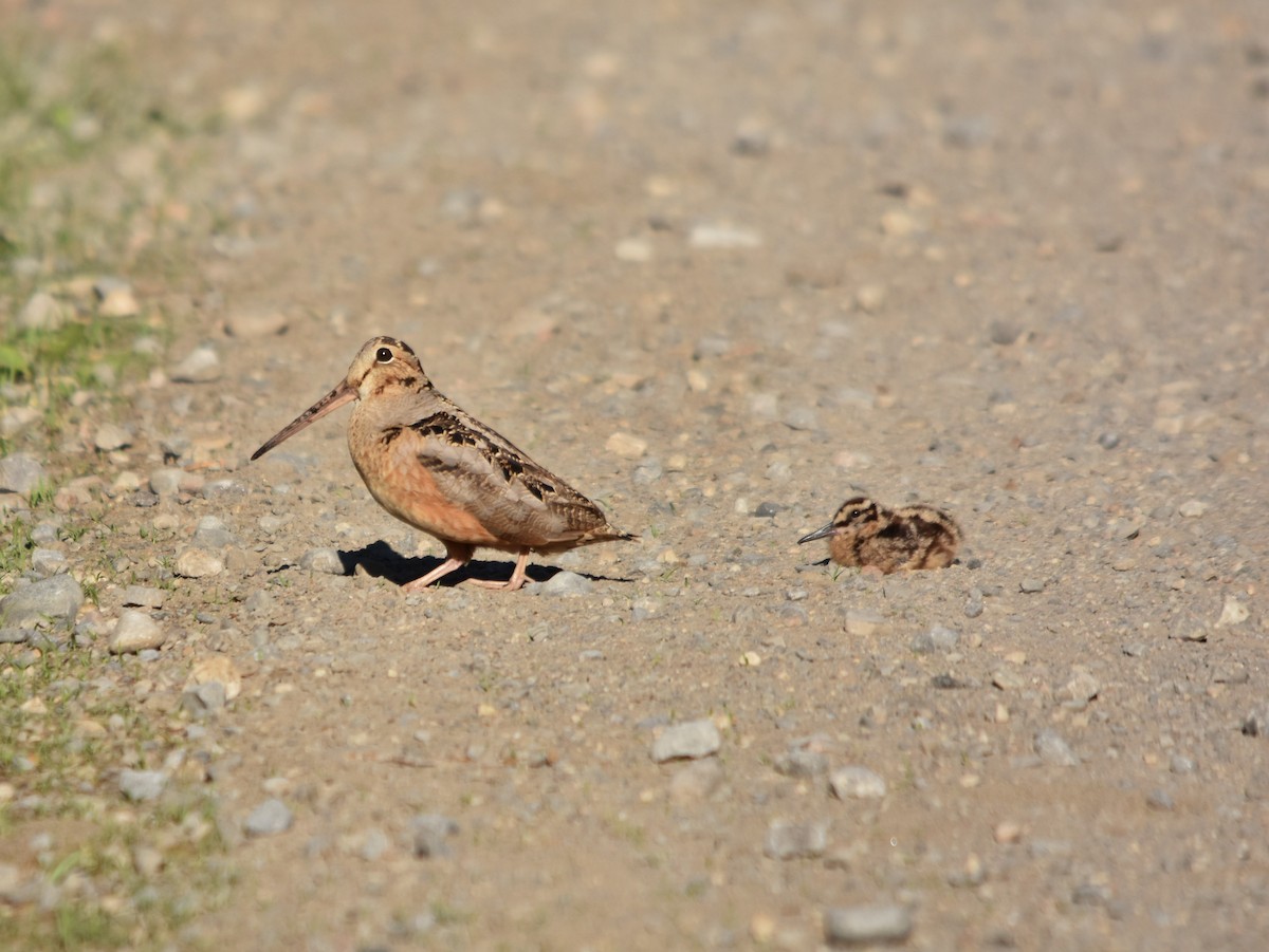 American Woodcock - ML29660361