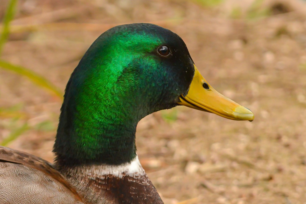 Mallard (Domestic type) - Peter Kemp