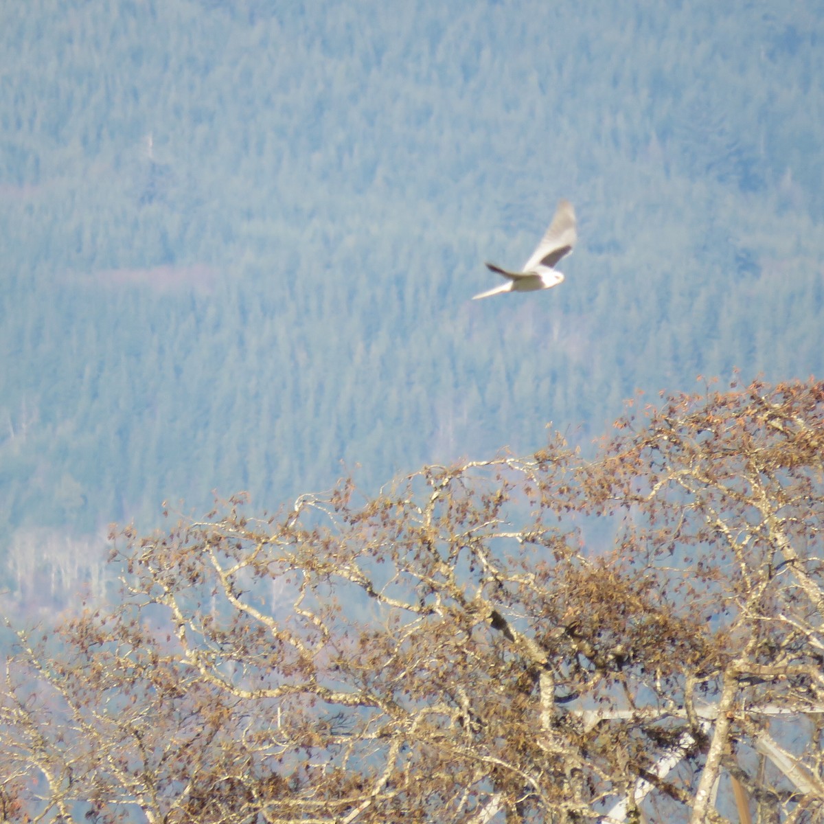 White-tailed Kite - Steve Giles