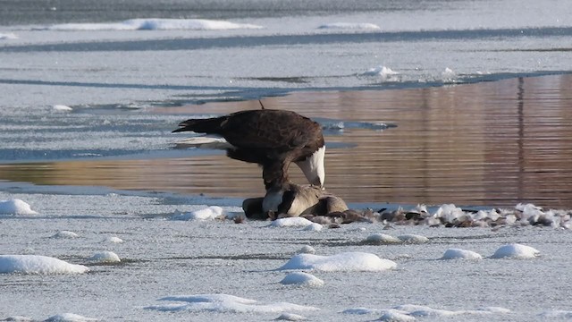 Bald Eagle - ML296609401