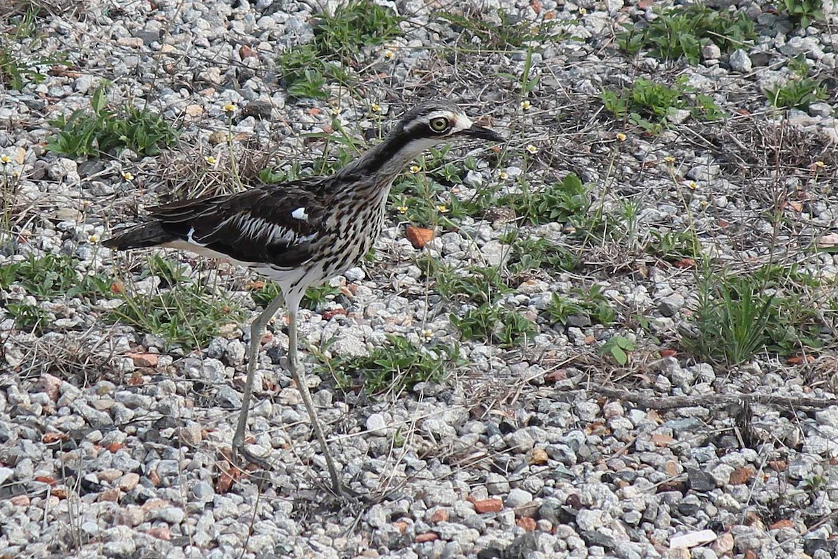 Bush Thick-knee - ML296610611