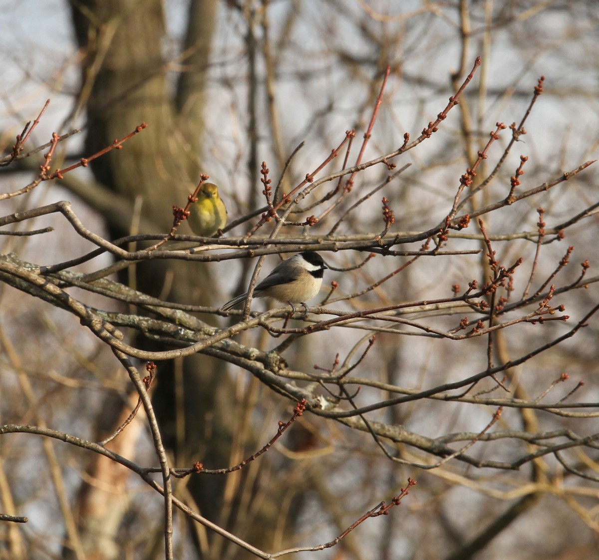 Carolina Chickadee - ML296611051