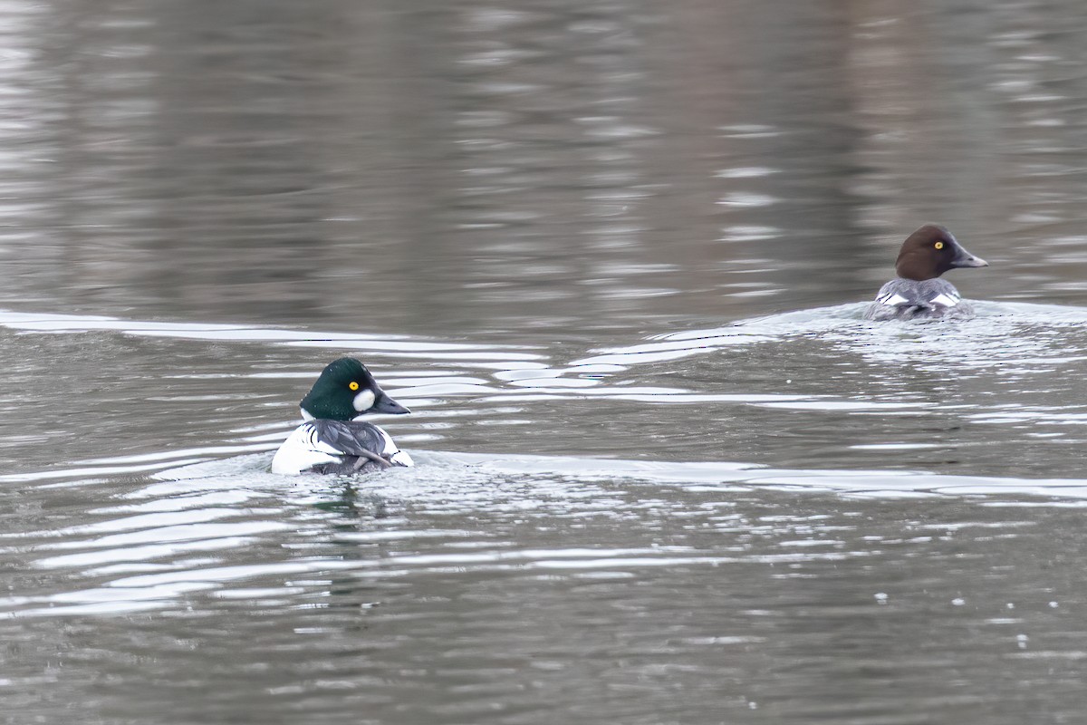 Common Goldeneye - Tim Ellens