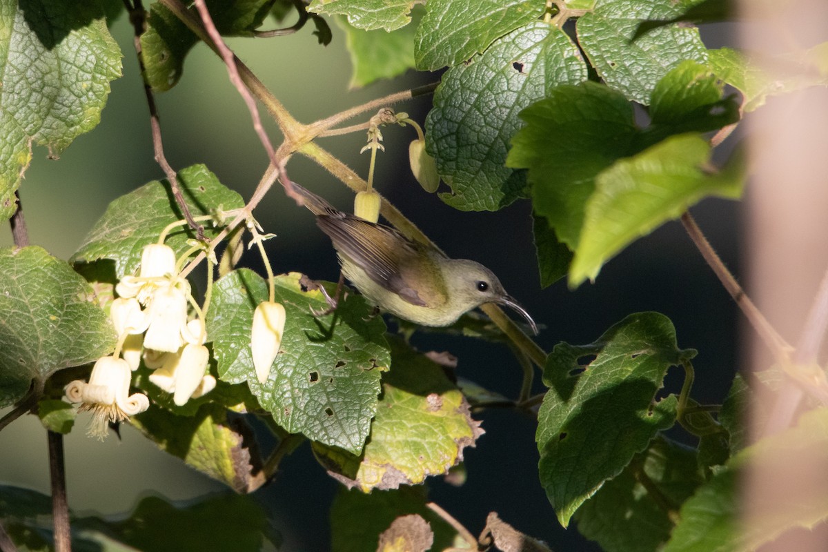 Mrs. Gould's Sunbird (Scarlet-breasted) - Sutanan Pinmaneenopparat