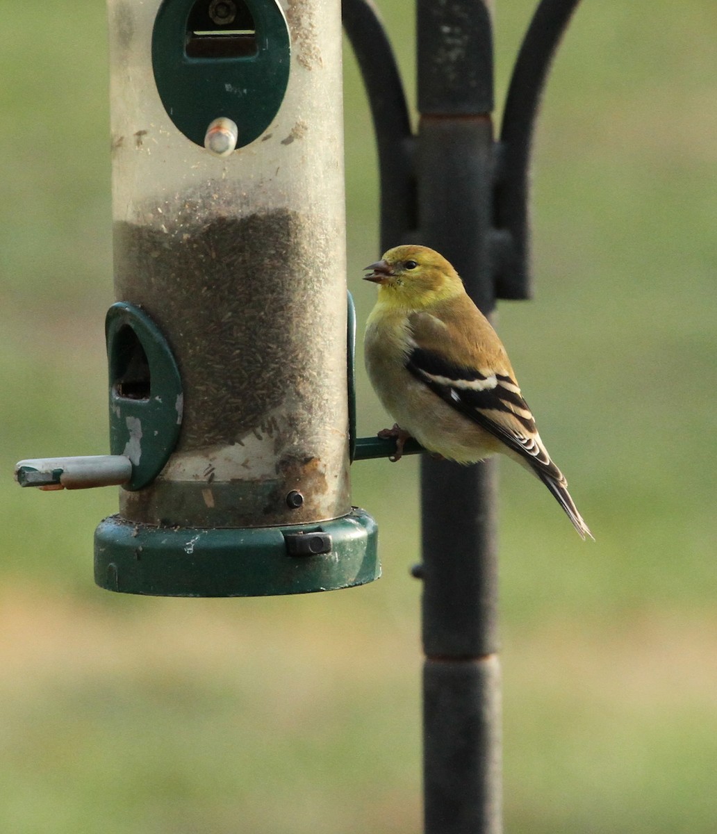 Chardonneret jaune - ML296611421