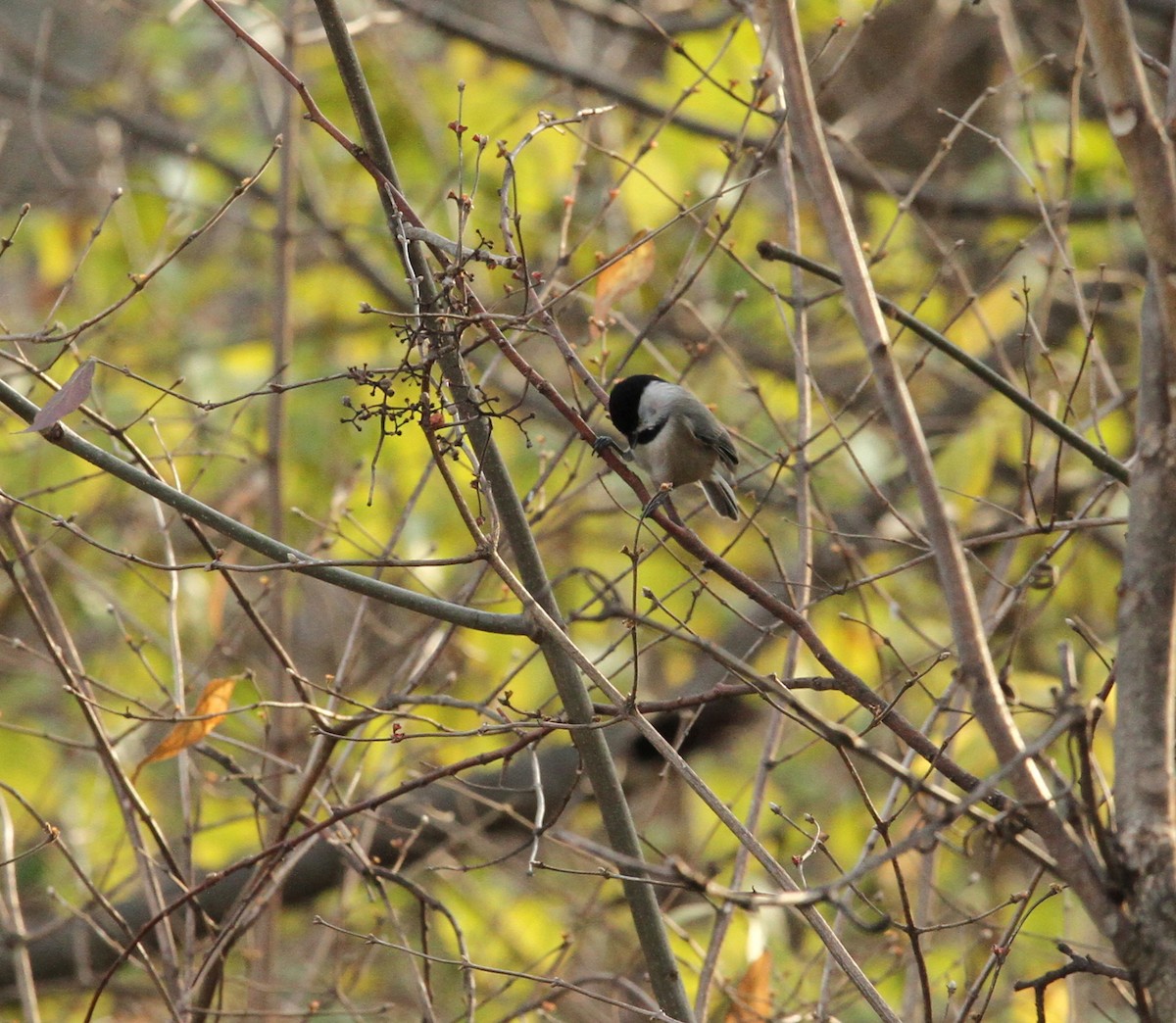 Carolina Chickadee - ML296611711