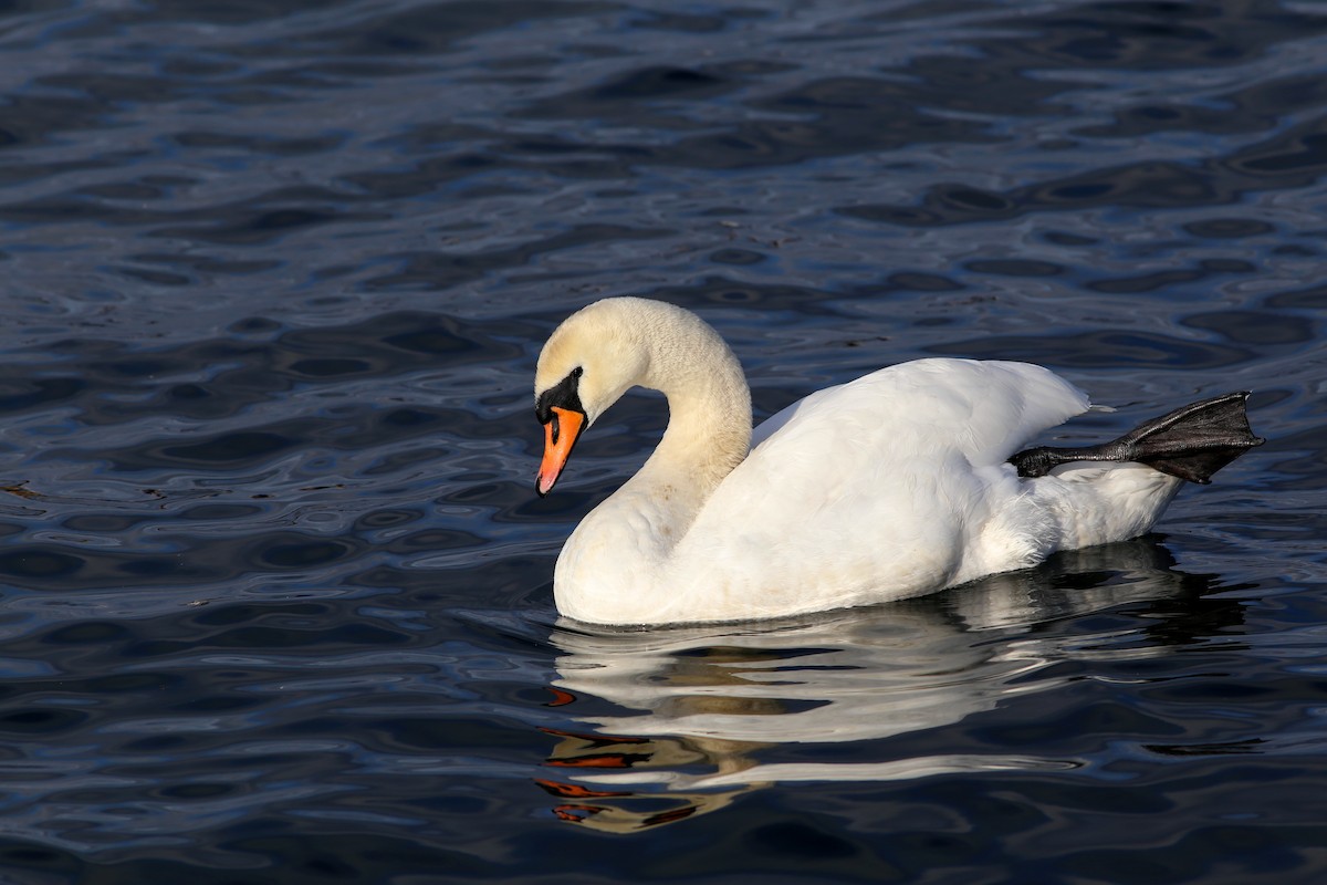 Cygne tuberculé - ML296612391