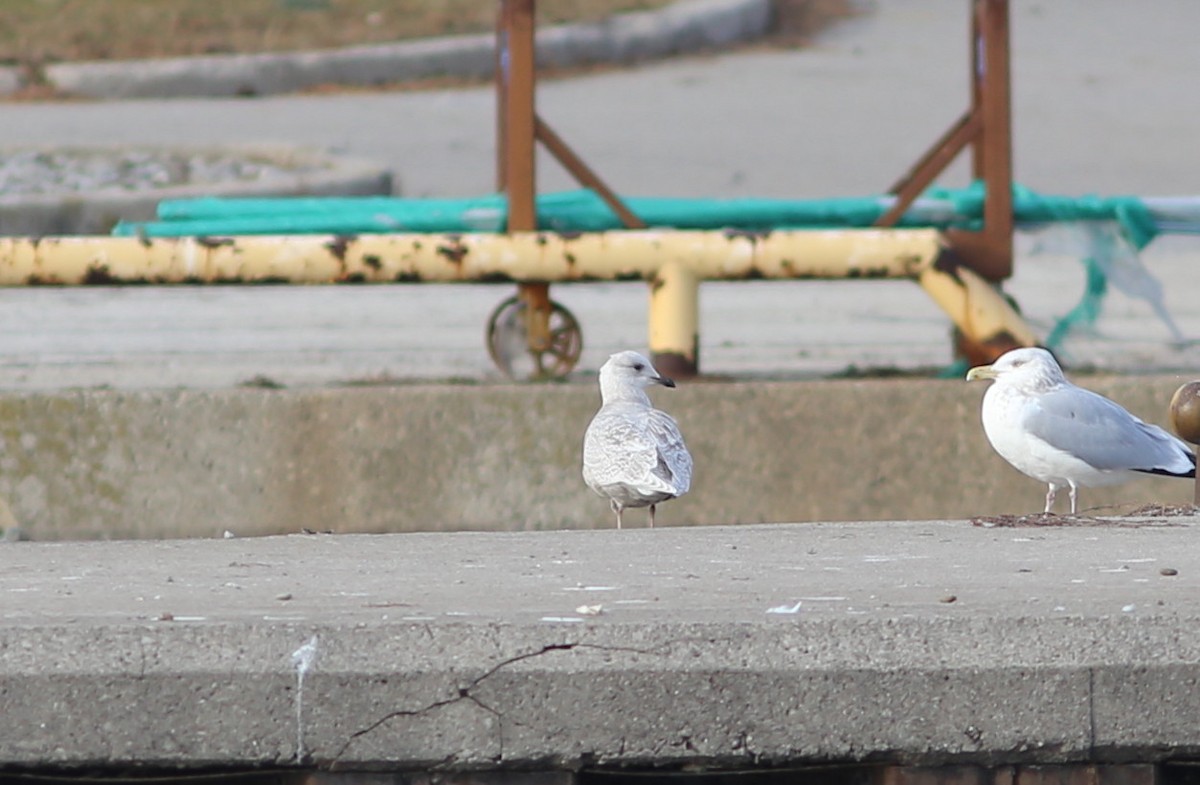 Iceland Gull - ML296612461