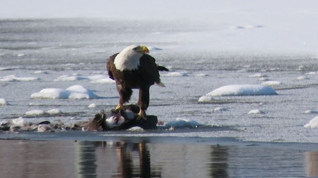 Bald Eagle - ML296613131