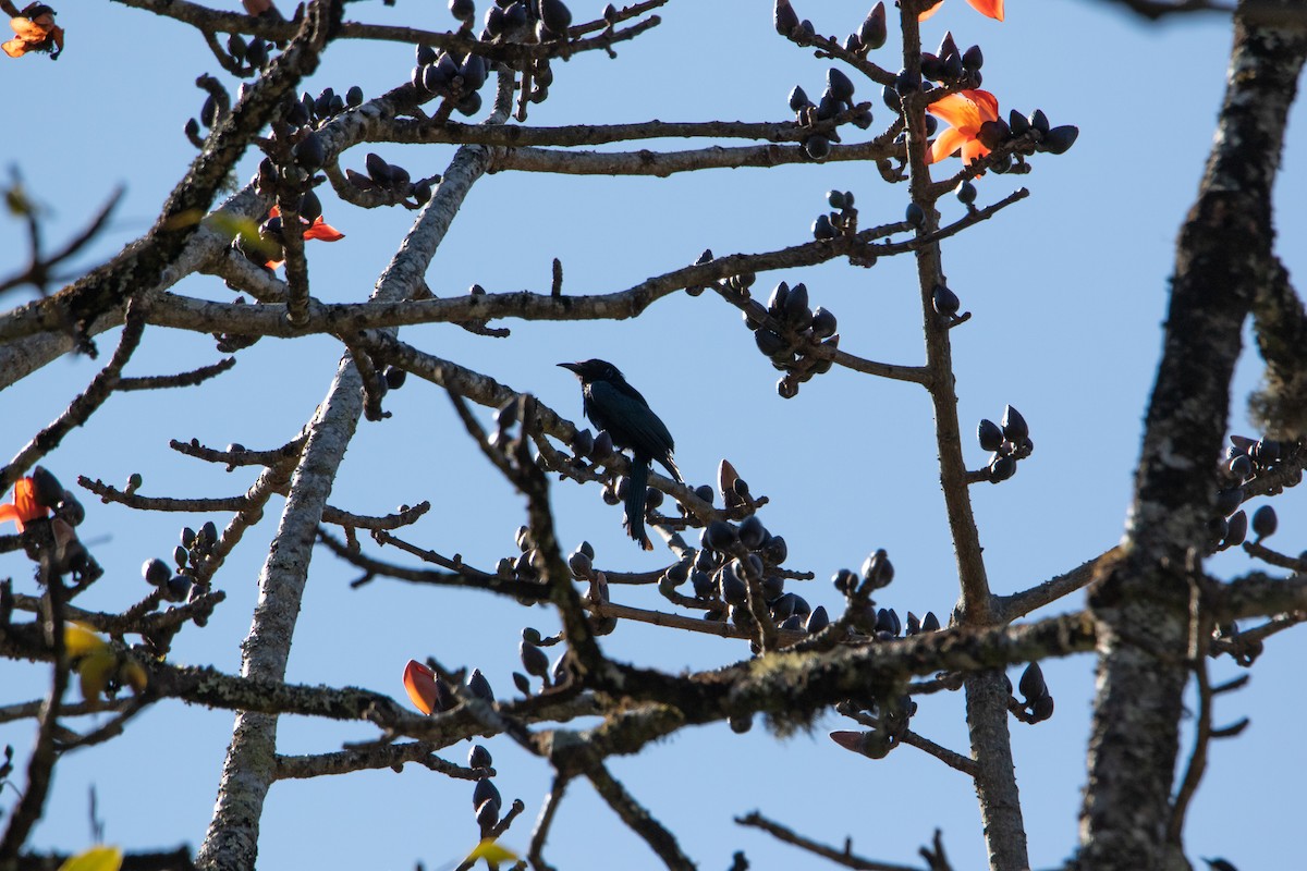 Hair-crested Drongo (Hair-crested) - ML296613271