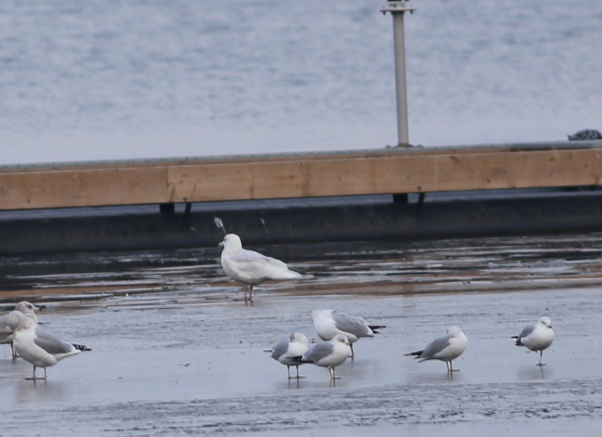 Glaucous Gull - ML296613651