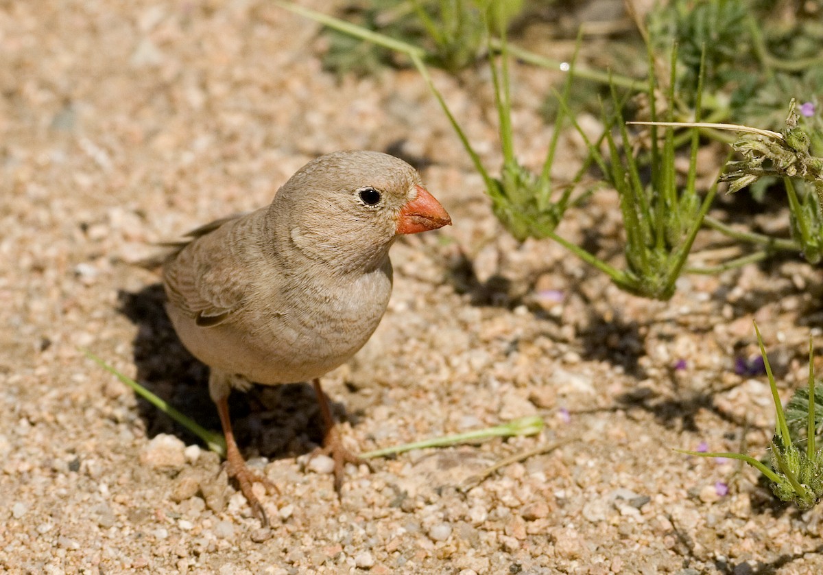 Trumpeter Finch - ML296615791